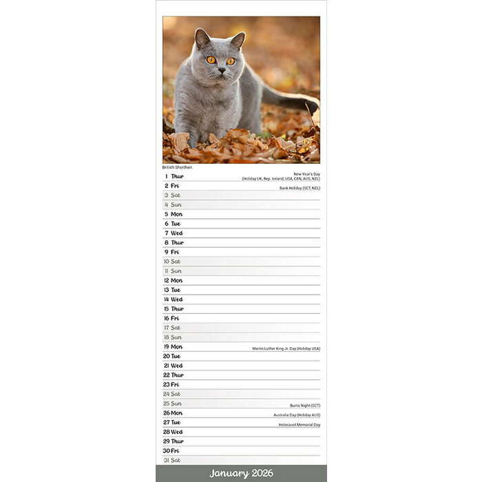 Calendrier Etroit 2025 Chats