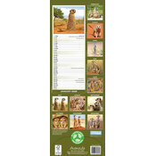 Calendrier Slim papier Suricate 2026