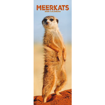 Calendrier Etroit Slim 2025 Suricate