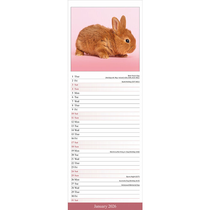 Calendrier papier lapin Etroit 2026