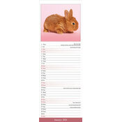 Calendrier papier lapin Etroit 2026