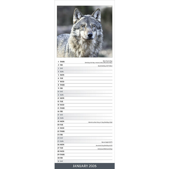 Calendrier papier Loup Etroit 2026