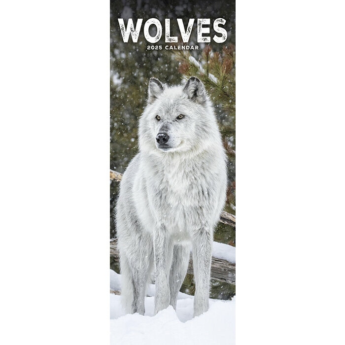 Calendrier Loup Etroit 2025