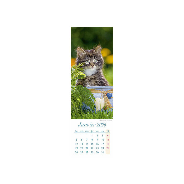 Calendrier Chatons 2026