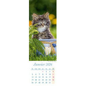 Calendrier Marque Page 2025 Chat Roux