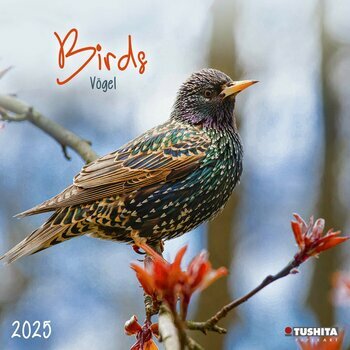 Calendrier 2025 Oiseaux du Jardin 