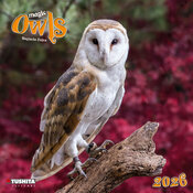 Calendrier Chouette Foret  2026