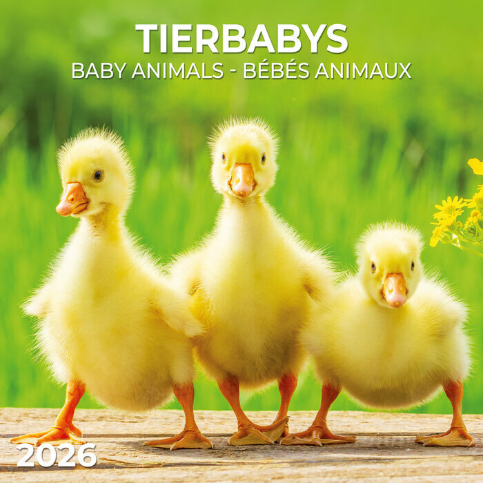 Calendrier 2026 Bbs Animaux Poussin