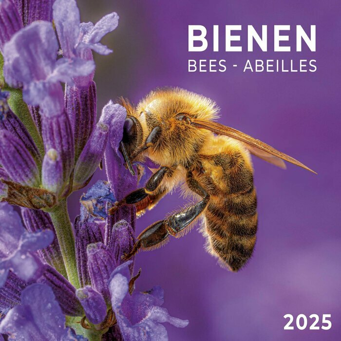 Calendrier 2025 Abeille Butinant Lavande
