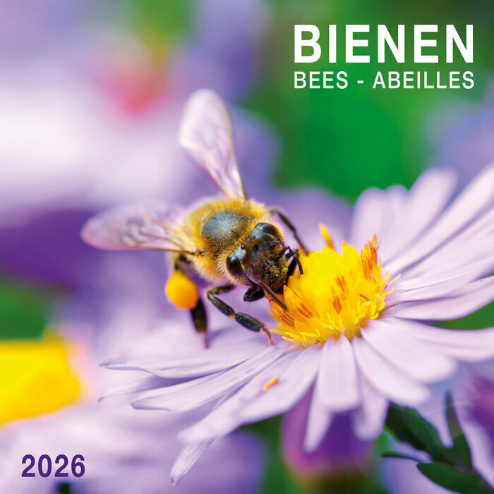 Calendrier Mural  2026 Abeille Butinant Lavande