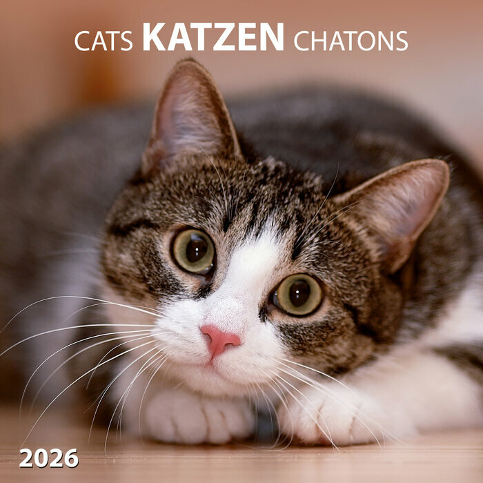 Calendrier Papier Chat Gris 2026