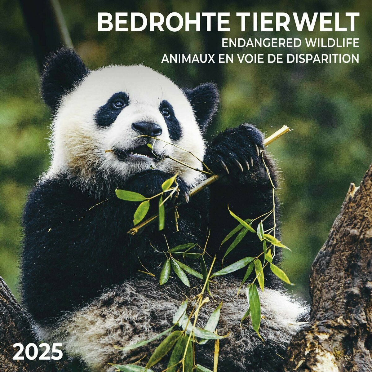 Calendrier Mural 2025 Animaux en Voie de Disparition avec Poster Offert