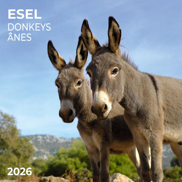 Calendrier Mural 2026 Anes Baudet