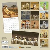 Calendrier Mural 2025 Suricate avec Poster