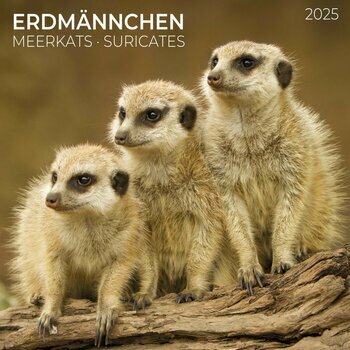 Calendrier 2025 Suricate avec Poster Offert