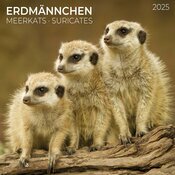 Calendrier Suricate 2025 3 suricates