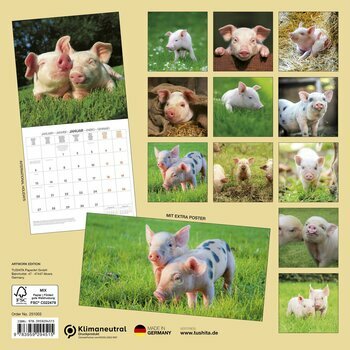 Calendrier 2025 Cochon Porcelet avec Poster Offert
