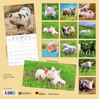 Calendrier 2025 Cochon Porcelet avec Poster Offert