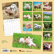 Calendrier Mural 2025 Cochon Porcelet Ferme