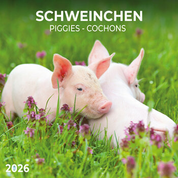 Calendrier 2025 Cochon Porcelet avec Poster Offert