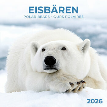 Calendrier 2025 Ours Polaire avec Poster Offert