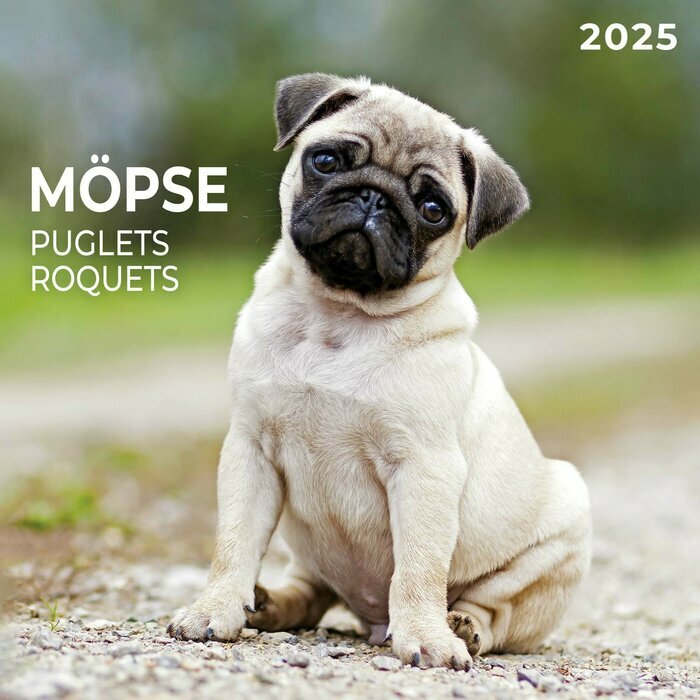 Calendrier Chien de Race Carlin 2025