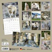 Calendrier mural 2025 Loups sauvages