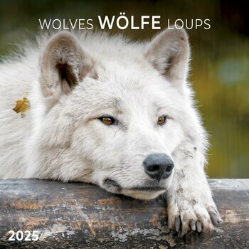 Calendrier 2025 Loups avec Poster Offert