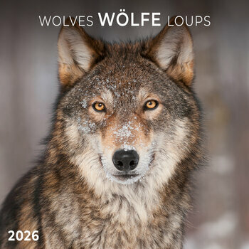 Calendrier 2025 Loups avec Poster Offert