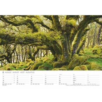 Maxi Calendrier 2025 Forêts Magiques