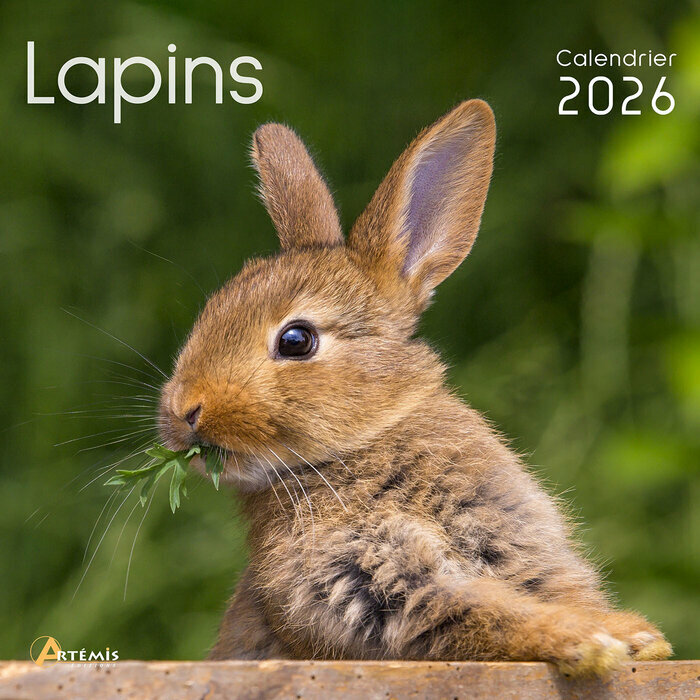 Calendrier Français 2026 Lapins 