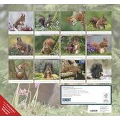 Maxi Calendrier Forêt 38x35.5cm 2025 Adorables Ecureuils