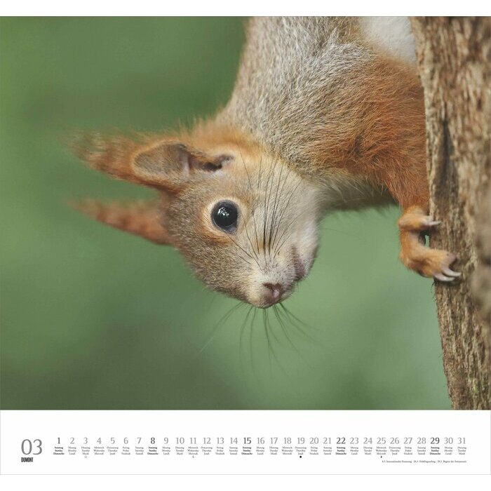 Maxi Calendrier 38x35.5cm 2025 Adorables Ecureuils