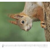 Maxi Calendrier 38x35.5cm 2025 Adorables Ecureuils