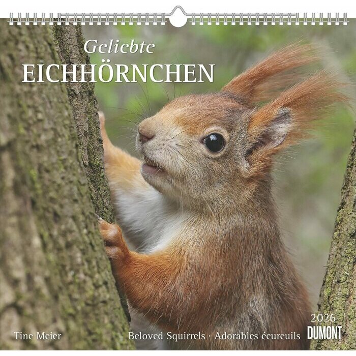 Maxi Calendrier Papier 38x35.5cm 2025 Adorables Ecureuils