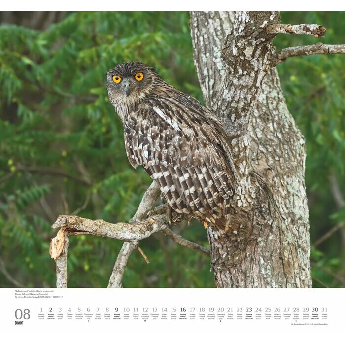 Maxi Calendrier 38x35.5cm 2025 Adorables Chouettes