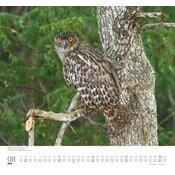 Maxi Calendrier 38x35.5cm 2025 Adorables Chouettes