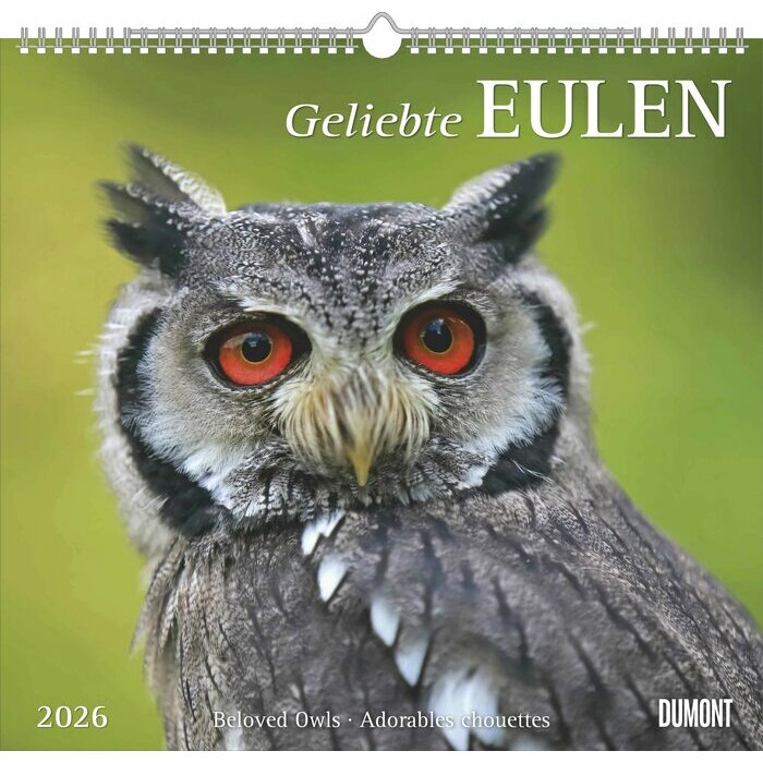 Maxi Calendrier Papier 38x35.5cm 2025 Adorables Chouettes