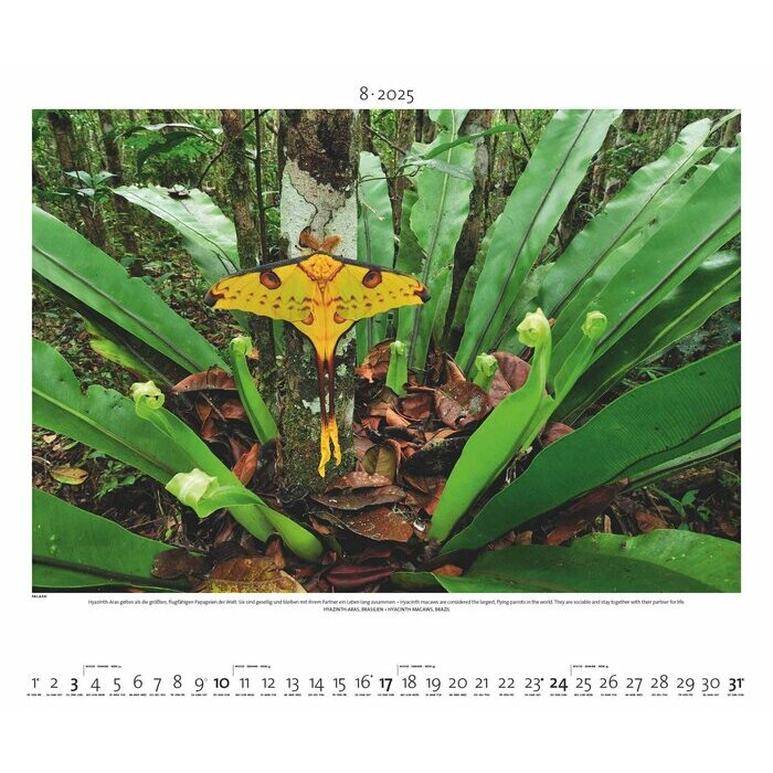 Maxi Calendrier Papier 60x50cm 2025 Forêt Tropicale
