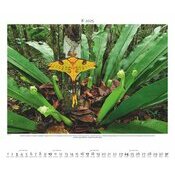 Maxi Calendrier Papier 60x50cm 2025 Forêt Tropicale