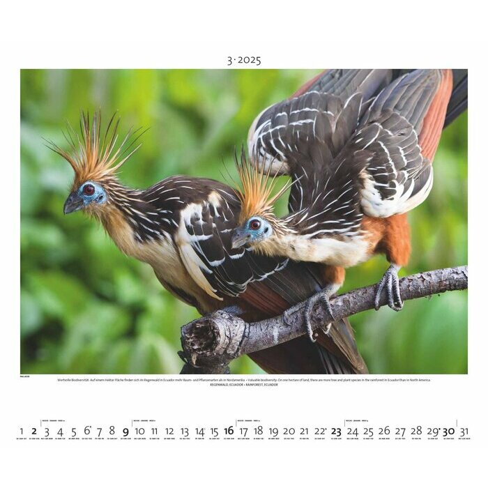 Maxi Calendrier 60x50cm 2025 Forêt Tropicale