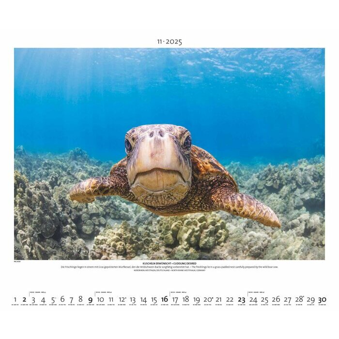 Maxi Calendrier 60x50cm 2025 Tortue Animaux Sauvages