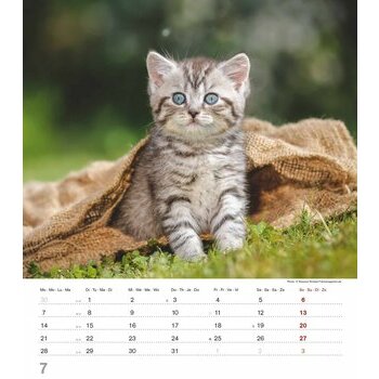 Calendrier Spirale 2025 Chatons Mignons Calendrier Spirale 2025 Chatons Mignons
