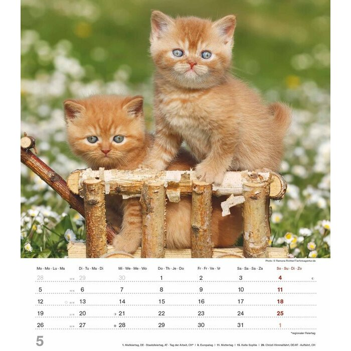 Calendrier Spirale 2025 Chatons Roux Mignons