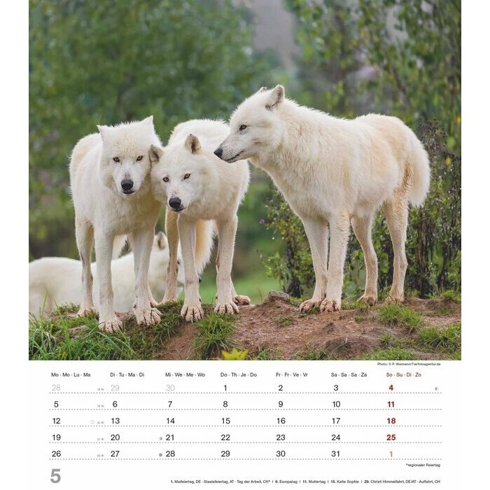 Calendrier Spirale Louveteau 2025 Loups Sauvages