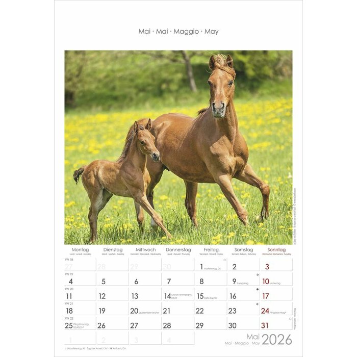 Calendrier Spirale 2025 Chevaux
