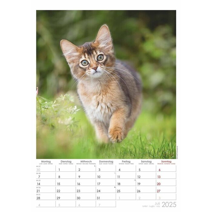 Calendrier A3 Spirale 2025 Chats Curieux