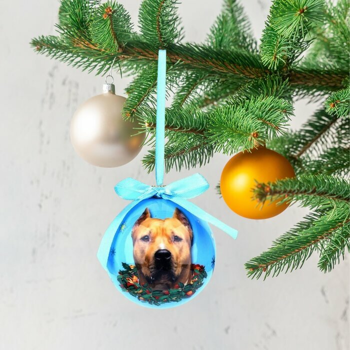 Petite Boule de nol American Staffordshire Terrier