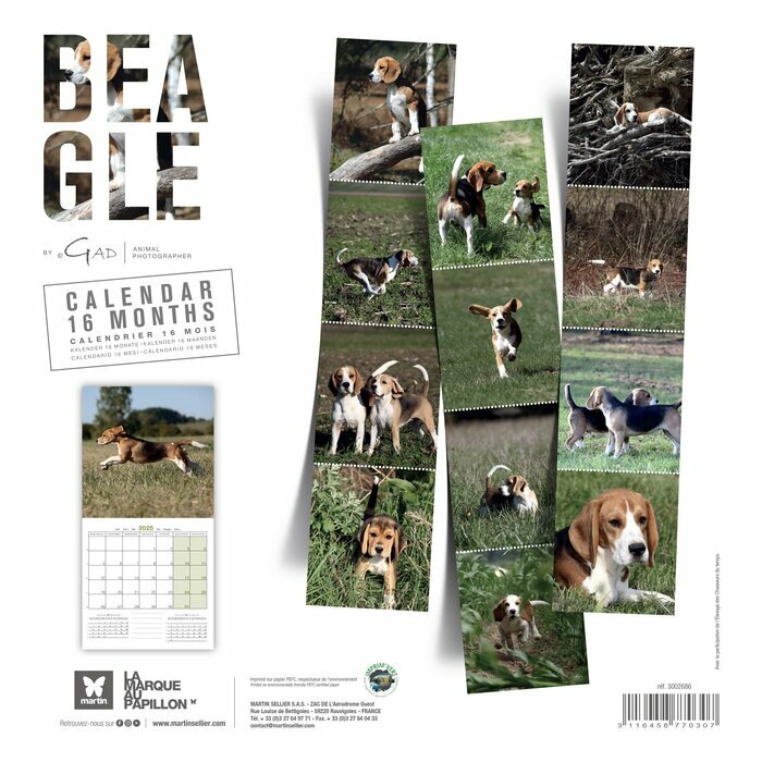 Calendrier Mural 2025 Chien Beagle