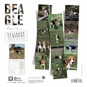 Calendrier Mural 2025 Chien Beagle